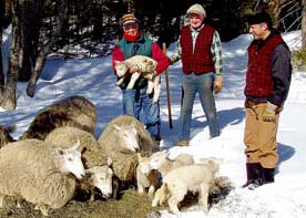 Brothers Placid, Augustine, and Daniel rejoice in the birth of new lambs.