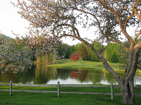 Priory Front Pond in springtime